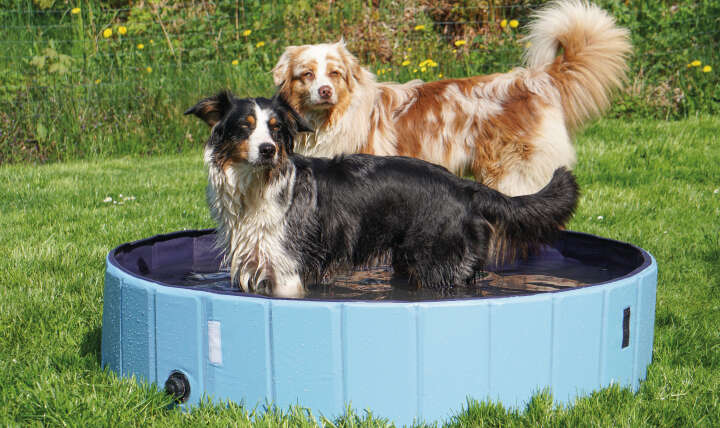 petlando Premium Hundepool